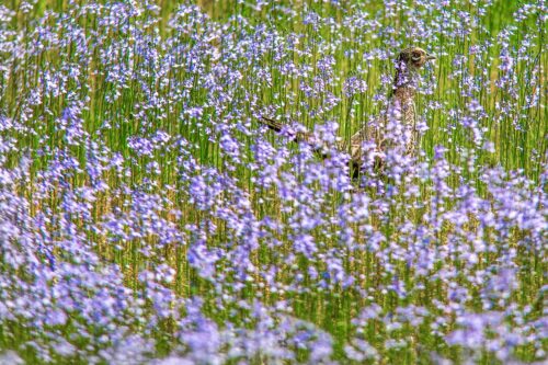 Blue Toadflax